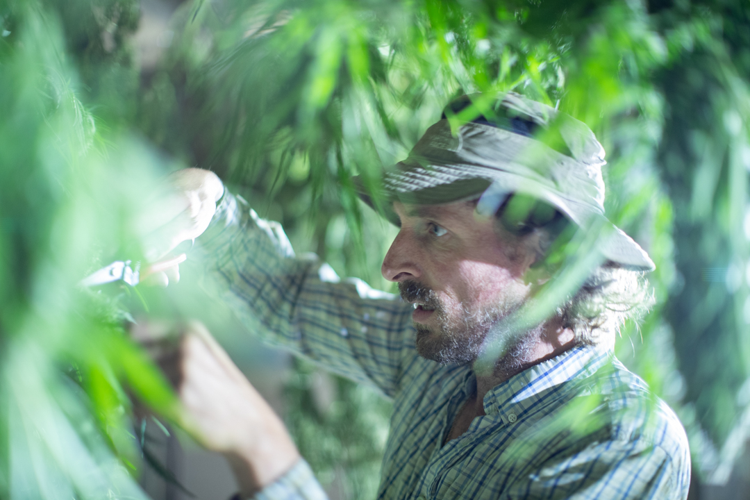 Un producteur de CBD en Savoie examine une plante de chanvre en pleine croissance dans un champ de culture locale. Il porte une chemise &agrave; carreaux et un chapeau de soleil, entour&eacute; de plantations de chanvre soutenues par des tuteurs en bois. L&rsquo;environnement naturel et verdoyant refl&egrave;te une production artisanale et responsable sous le climat savoyard.